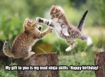 SillyKittyBirthday.jpg